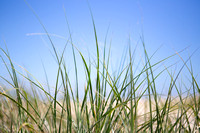 Cool Grass4